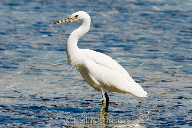 Reef Egret (white morph).jpg